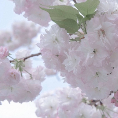 元氏福瑞交流群